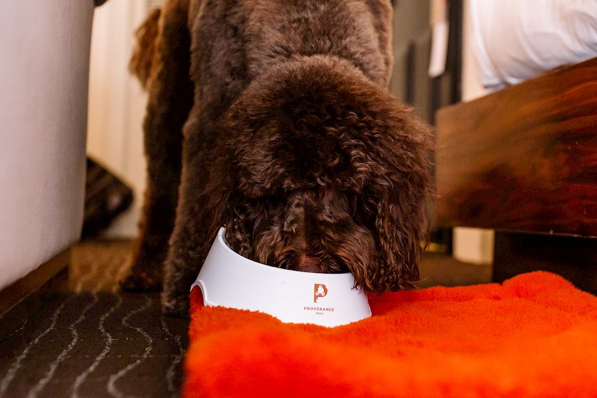 A fluffy brown dog is eating from a white bowl on a red rug in a cozy indoor space, possibly near a bed or furniture.