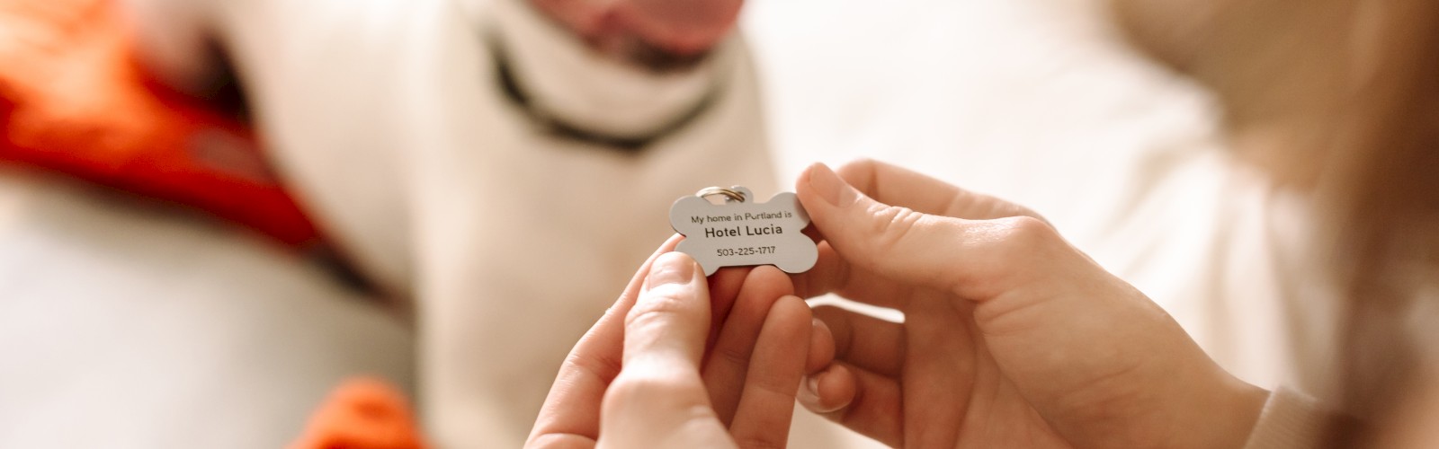 A person holds a dog tag while a white dog with a black collar lies on a bed, looking happy and relaxed.