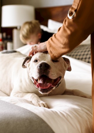 A happy dog getting petted on a bed, with a person in the foreground and another in the background.