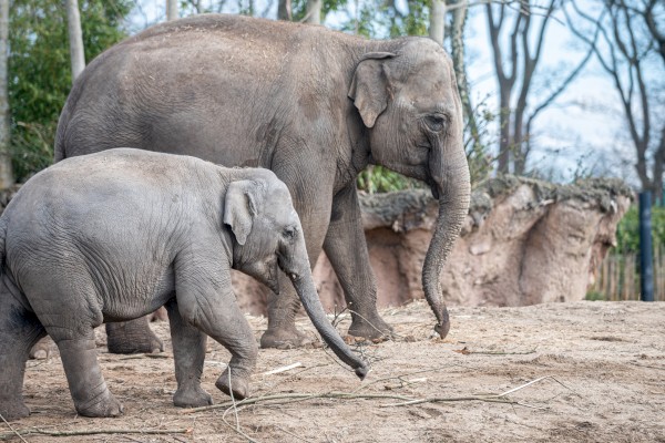 Two elephants, a larger adult and a smaller juvenile, walking on a sandy surface with trees in the background.