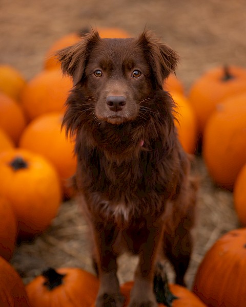 A brown dog is sitting among a group of pumpkins, looking directly at the camera.