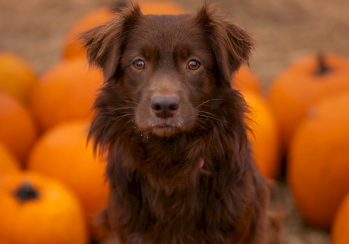 A brown dog is sitting among a group of pumpkins, looking directly at the camera.