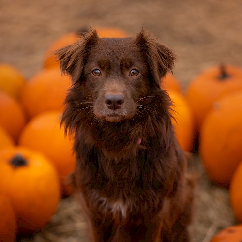 A brown dog is sitting among a group of pumpkins, looking directly at the camera.