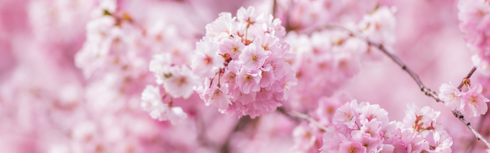 Pink cherry blossoms in full bloom on a branch, creating a soft and beautiful floral scene.