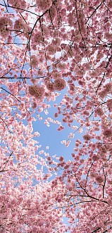 Pink cherry blossom trees bloom against a blue sky on a bright, sunny spring day.