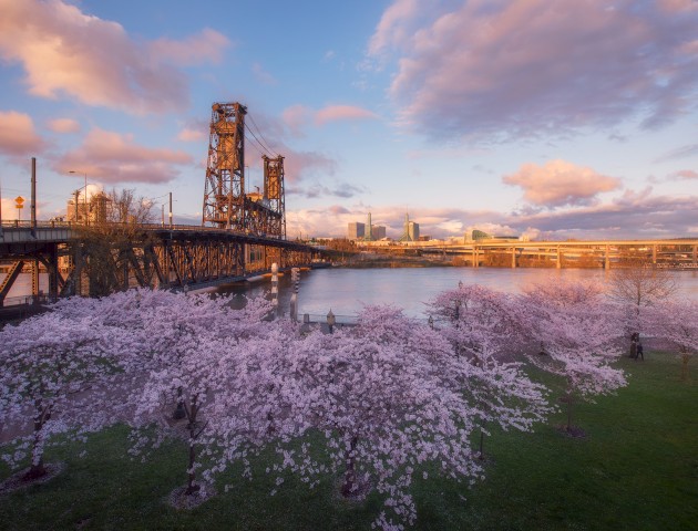 Cherry blossom trees by the river with a bridge and city skyline in the background during sunset.